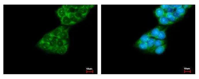 FMO1 Antibody - BSA Free