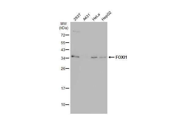 FOXI1 Antibody - BSA Free