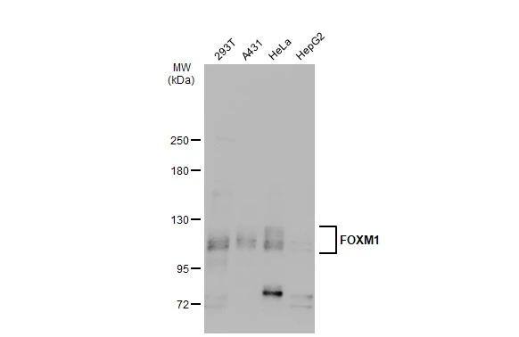 FoxM1 Antibody - BSA Free
