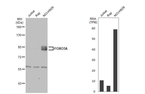 FOXO3 Antibody
