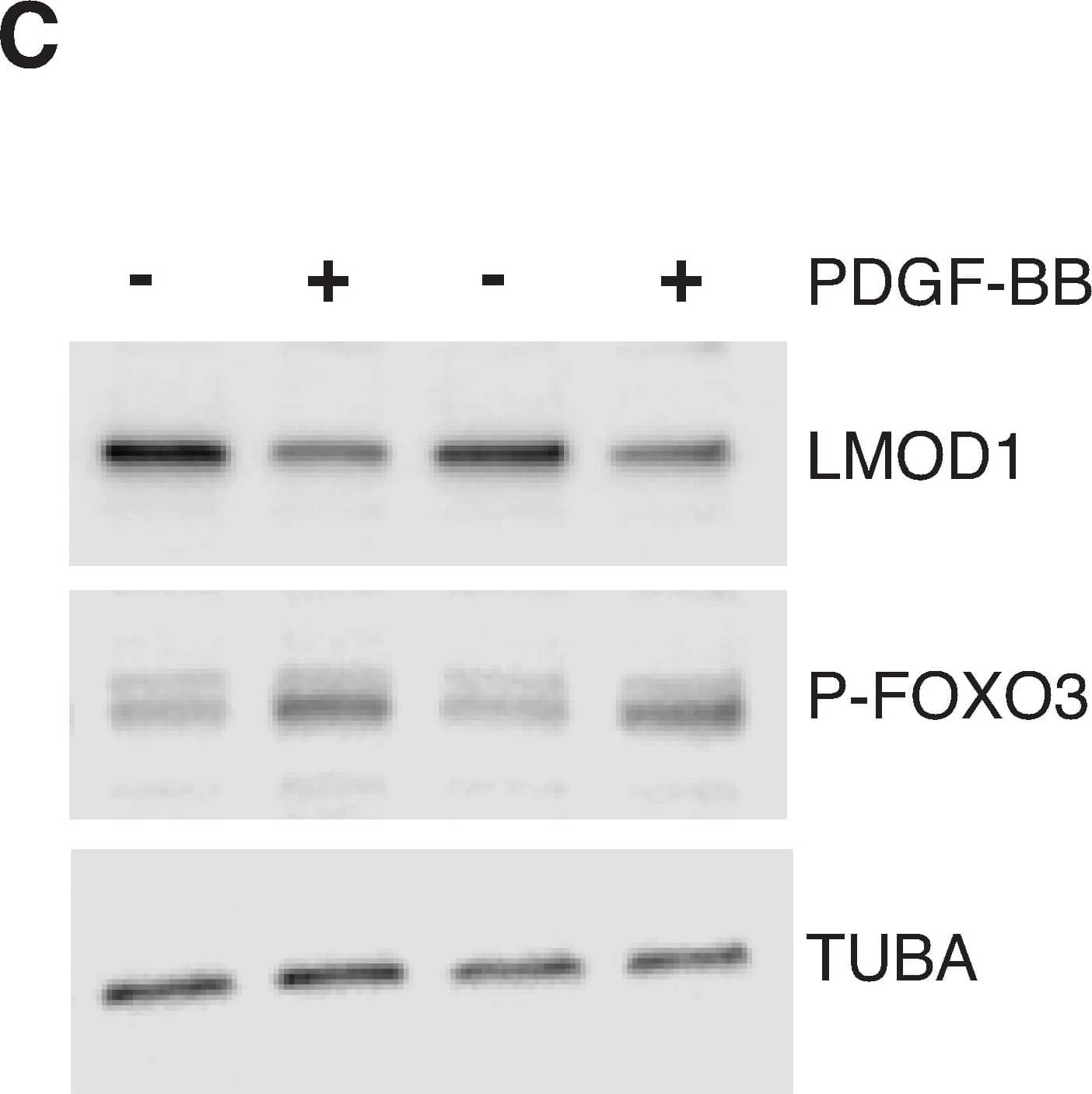 FOXO3 Antibody