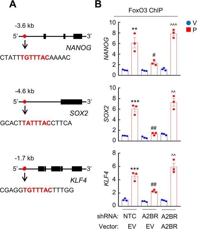 FOXO3 Antibody