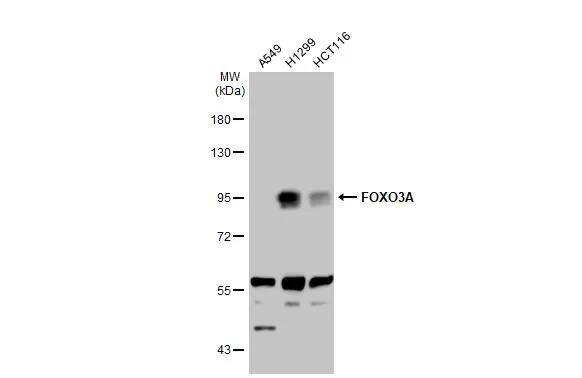 FOXO3 Antibody - BSA Free
