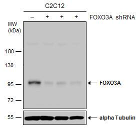 FOXO3 Antibody - BSA Free