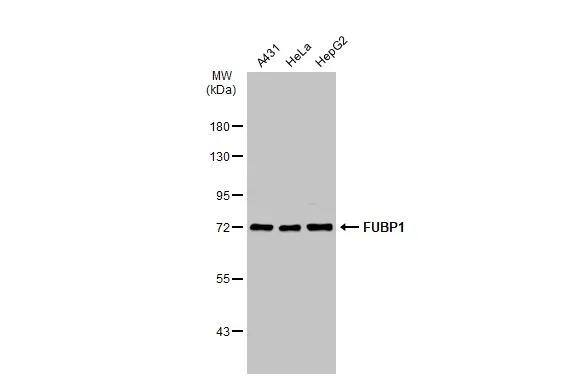 FUBP1 Antibody - BSA Free