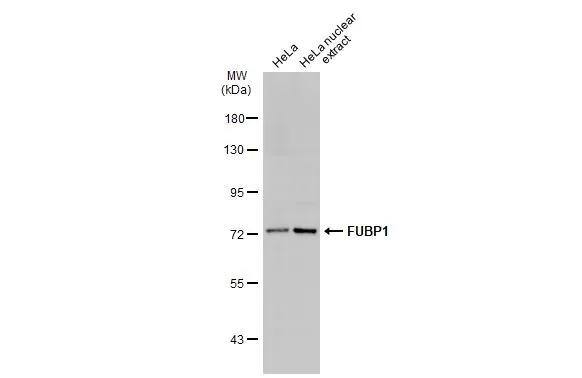 FUBP1 Antibody - BSA Free
