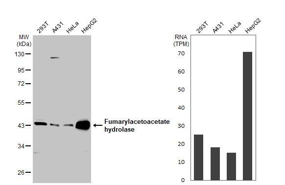 Fumarylacetoacetate hydrolase Antibody