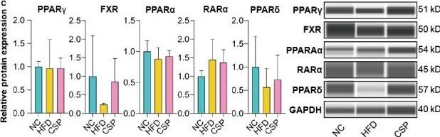 FXR/NR1H4 Antibody