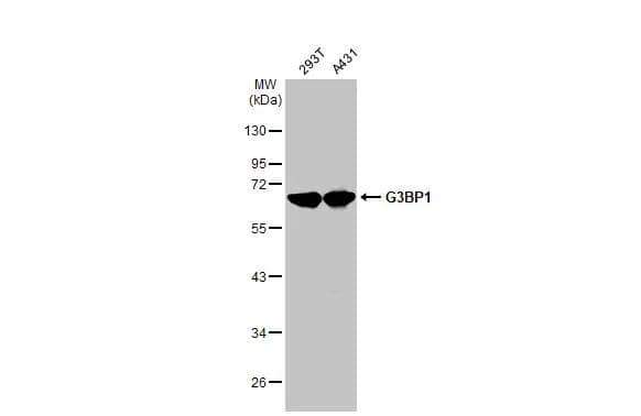 G3BP1 Antibody - BSA Free