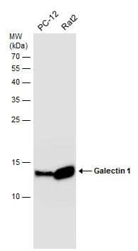 Galectin-1 Antibody - BSA Free