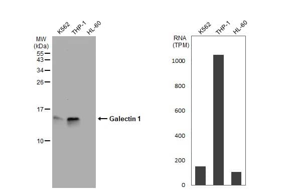 Galectin-1 Antibody - BSA Free