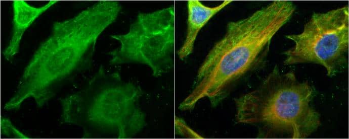 Galectin-1 Antibody - BSA Free