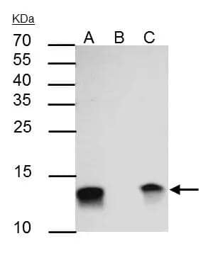 Galectin-1 Antibody - BSA Free