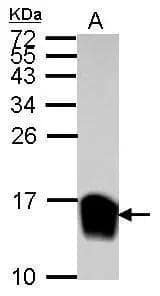 Galectin-1 Antibody - BSA Free