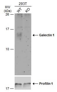 Galectin-1 Antibody - BSA Free
