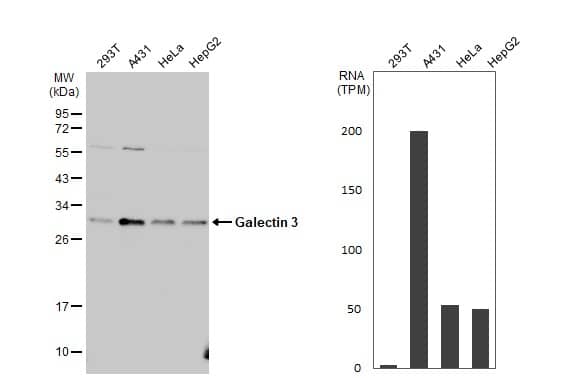 Galectin-3 Antibody