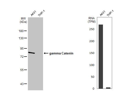 gamma Catenin Antibody