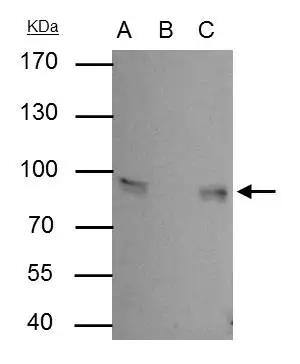 gamma Catenin Antibody - BSA Free
