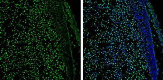 GATA-2 Antibody - BSA Free