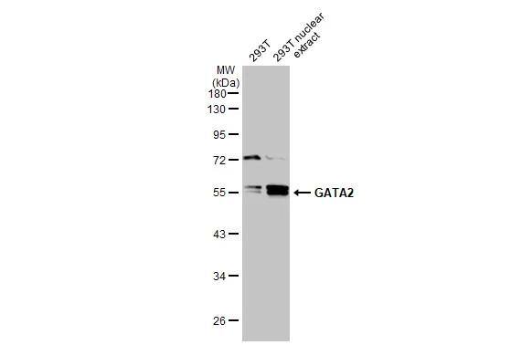 GATA-2 Antibody - BSA Free