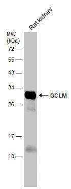 GCLM Antibody - BSA Free
