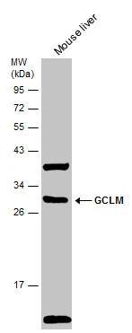 GCLM Antibody - BSA Free
