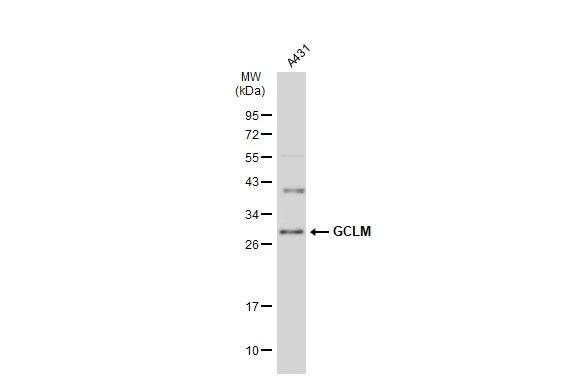 GCLM Antibody - BSA Free