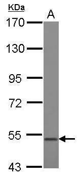 BMP-3b/GDF-10 Antibody