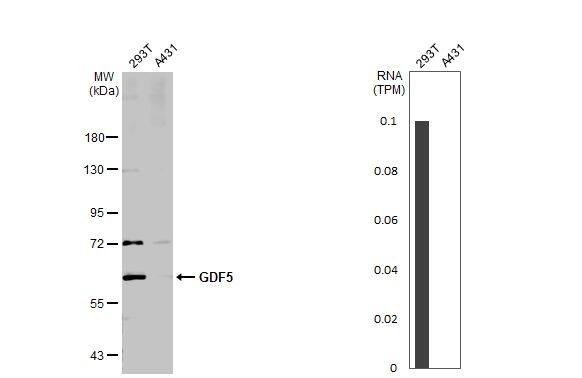 GDF-5/BMP-14 Antibody