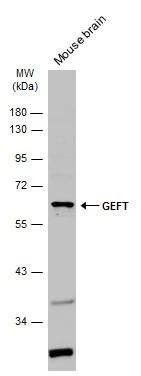 GEFT Antibody - BSA Free