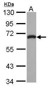 GEFT Antibody - BSA Free
