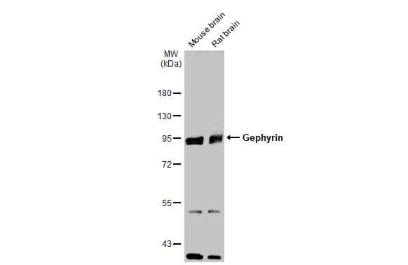 Gephyrin/GPHN Antibody - BSA Free