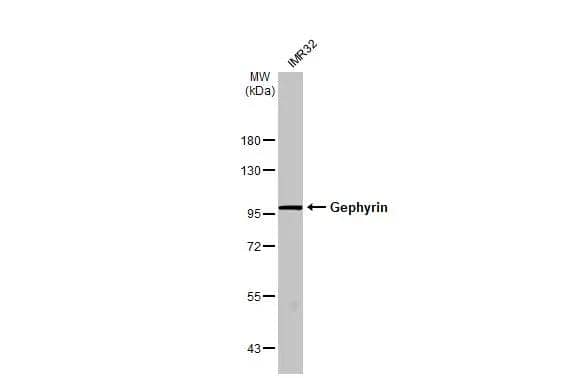 Gephyrin/GPHN Antibody - BSA Free