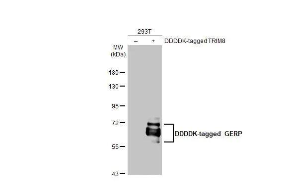 TRIM8 Antibody