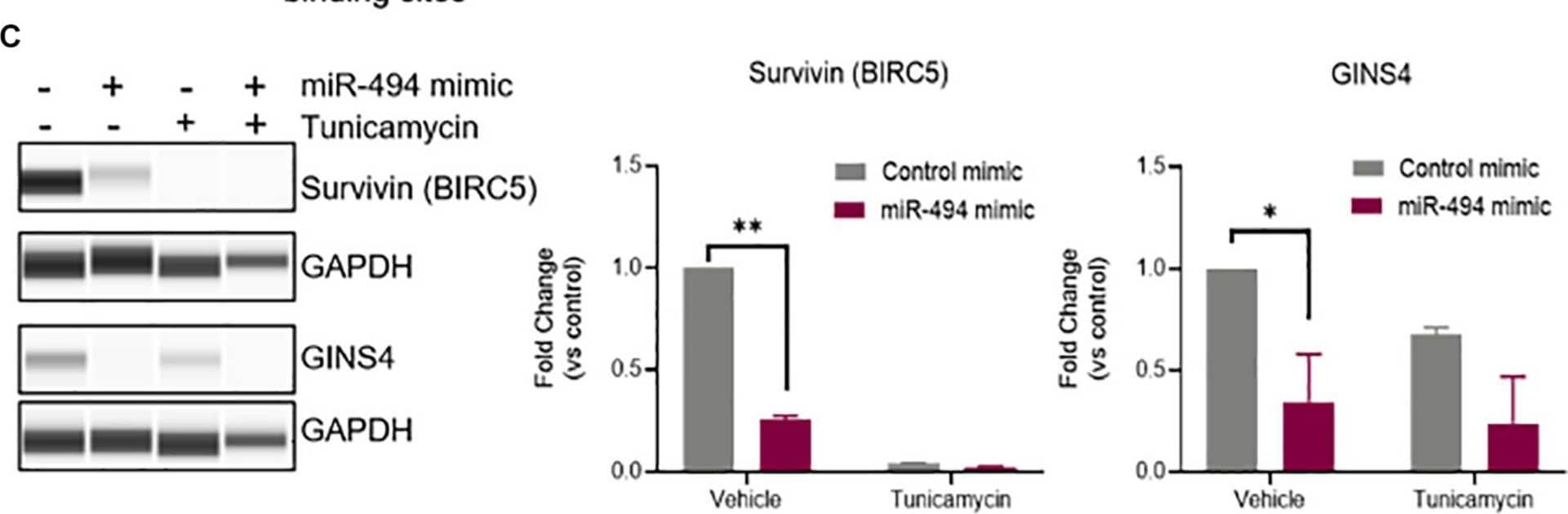 GINS4 Antibody - BSA Free
