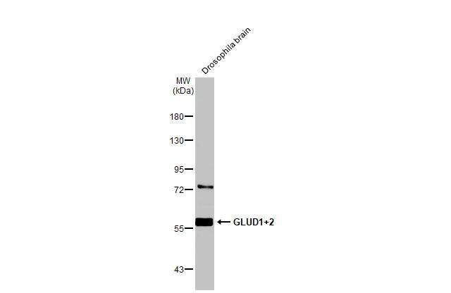 Glutamate Dehydrogenase 2/GLUD2 Antibody
