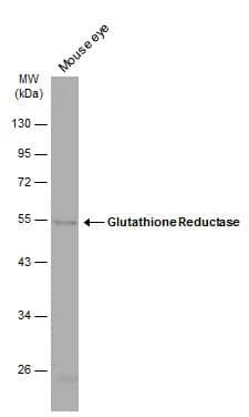 Glutathione Reductase Antibody - BSA Free