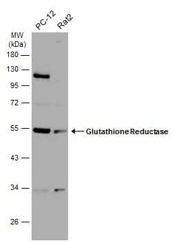 Glutathione Reductase Antibody - BSA Free