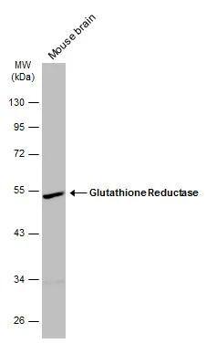 Glutathione Reductase Antibody - BSA Free