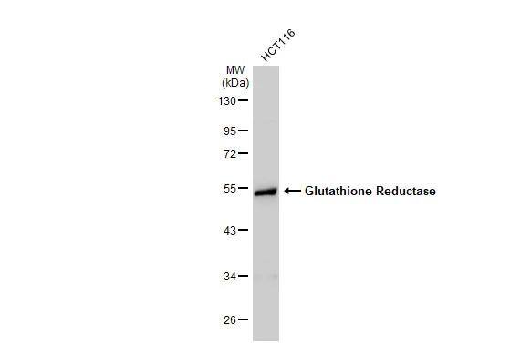 Glutathione Reductase Antibody - BSA Free