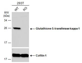Glutathione S Transferase kappa 1 Antibody