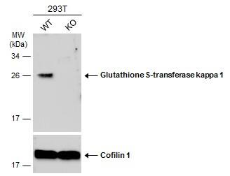 Glutathione S Transferase kappa 1 Antibody - BSA Free