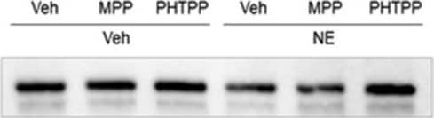 Glycogen phosphorylase, muscle form Antibody