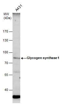 Glycogen Synthase Antibody
