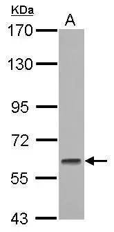 GMEB1 Antibody