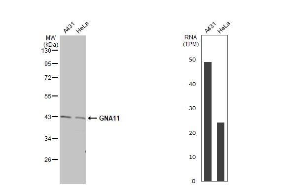 GNA11 Antibody