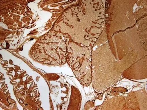 GNB1 Antibody - BSA Free