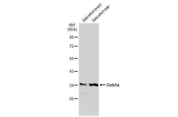 GNB1 Antibody - BSA Free