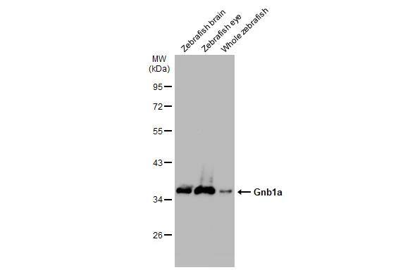 GNB1 Antibody - BSA Free