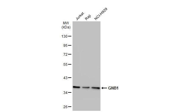 GNB1 Antibody - BSA Free
